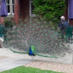 The other peacock. Huh. Ordinary!